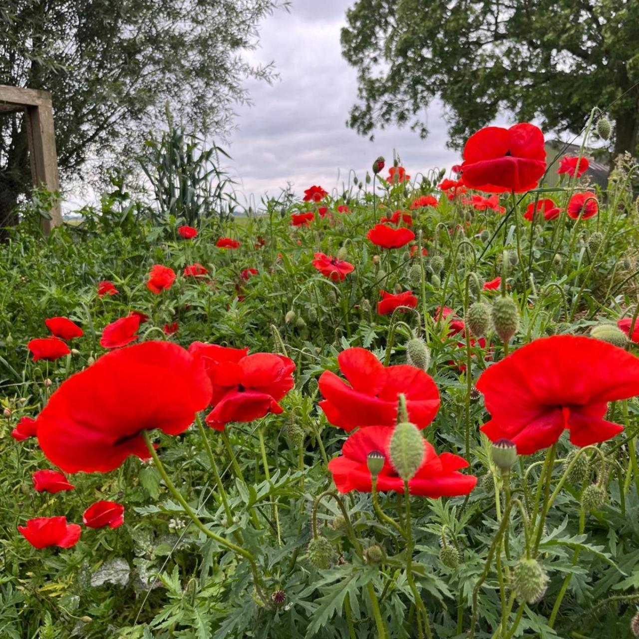 Aan De Hoge Weg Bed & Breakfast Kamperveen Dış mekan fotoğraf